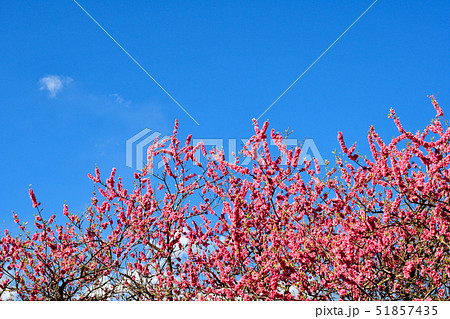 花桃の花 51857435