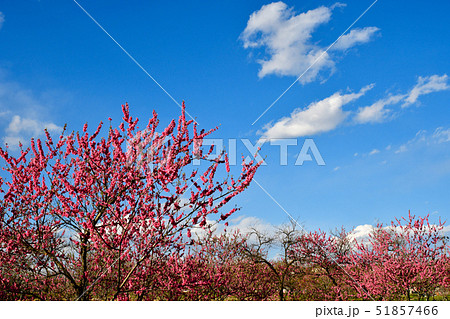 花桃の花 51857466