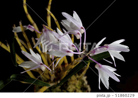 セッコク 51860229