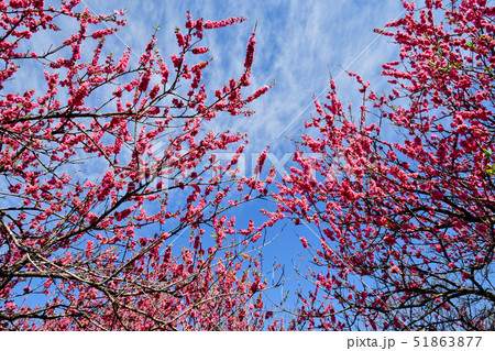 花桃の花 51863877