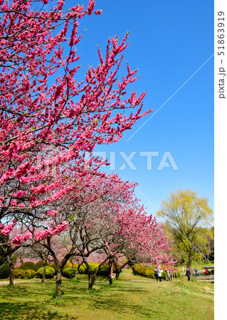 花桃の花 51863919