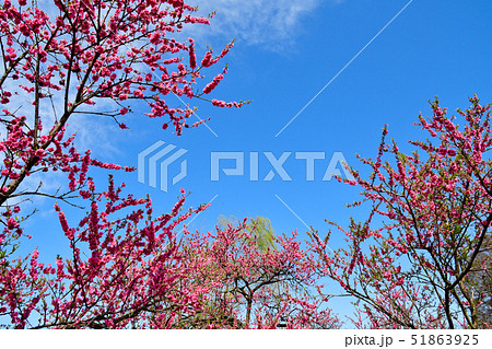 花桃の花 51863925