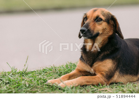 sad homeless dog in the nature 51894444