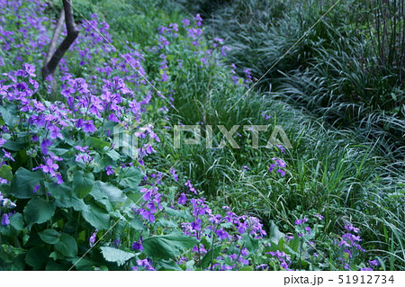 花大根ハナダイコン 花言葉は 変わらぬ愛 の写真素材 花大根ハナダイコン 花言葉は 変わらぬ愛 の写真素材