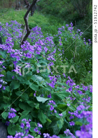 花大根ハナダイコン 花言葉は「変わらぬ愛」 花大根ハナダイコン 花言葉は「変わらぬ愛」 51912742