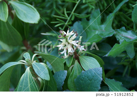 富貴草 フッキソウ 花言葉は「良き門出」 富貴草 フッキソウ 花言葉は「良き門出」 51912852