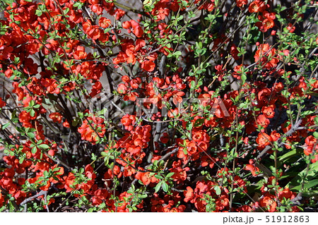 草木瓜 クサボケ 花言葉は 一目惚れ の写真素材