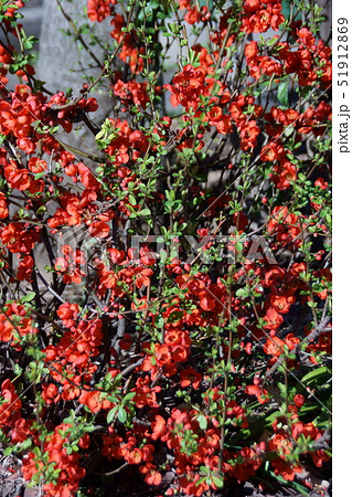 草木瓜 クサボケ 花言葉は 一目惚れ の写真素材
