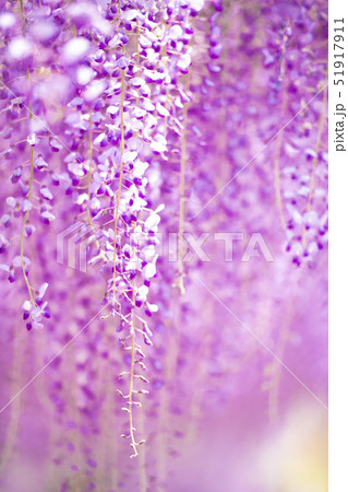 爽やかな香りを放つ満開の藤の花【福岡県】 爽やかな香りを放つ満開の藤の花【福岡県】 51917911