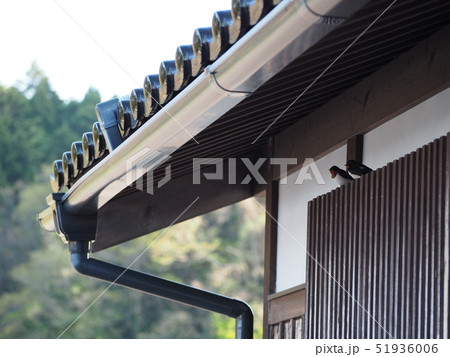 軒下のツバメ夫婦 軒下のツバメ夫婦 51936006