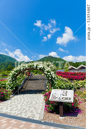 薔薇、バラ、ローズガーデン、富士川クラフトパーク 薔薇、バラ、ローズガーデン、富士川クラフトパーク 51954867