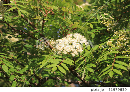 ナナカマドの白いお花 ナナカマドの白いお花 51979639