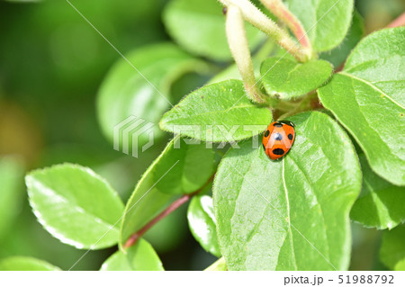 スイカズラの葉の上のナナホシテントウムシ 51988792