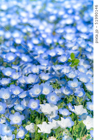 ネモフィラ 51990146