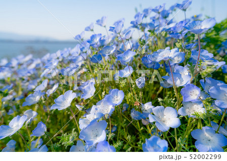 青空と海とネモフィラ 52002299