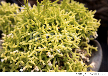 花 自然 多肉植物 52011059