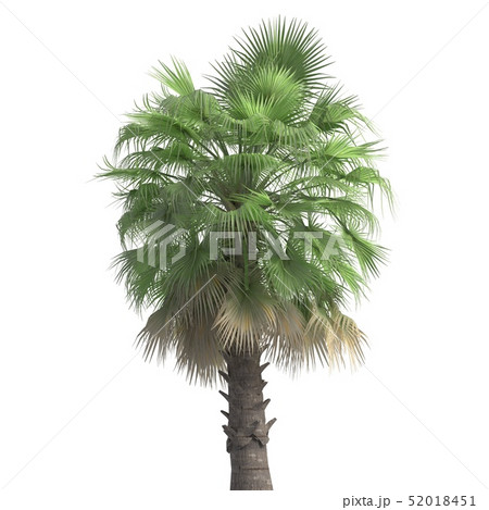 Palm Tree 3d illustration isolated on the white background 52018451