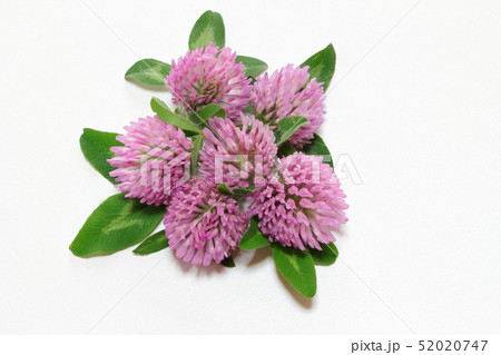 レッドクローバー 52020747