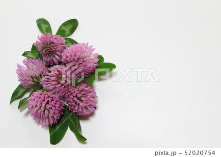 レッドクローバー レッドクローバー 52020754