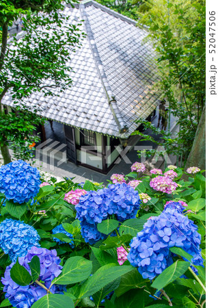 鎌倉 長谷寺 アジサイの径 鎌倉 長谷寺 アジサイの径 52047506