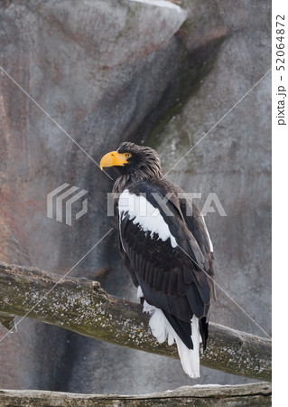 Wite-tailed eagle sitting on a branch of a tree. 52064872