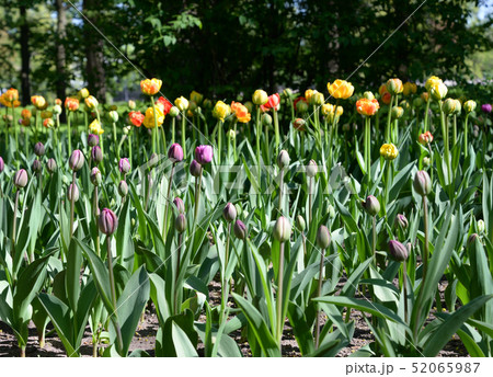 Blossoming tulips closeup. 52065987