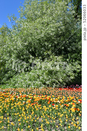 Blooming tulips and bird cherry. 52066033