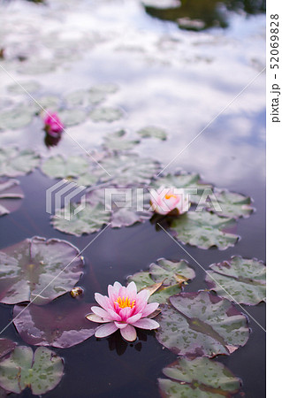 池の水に浮かぶ蓮と葉っぱの写真素材 5698