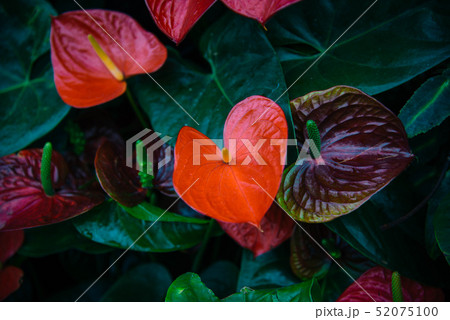 Red Anthurium flower on dark green background. Red Anthurium flower on dark green background. 52075100