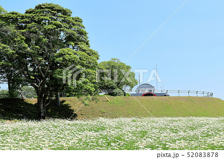 せんだい宇宙館とマーガレット畑 せんだい宇宙館とマーガレット畑 52083878