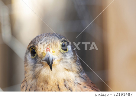 little Falcon Sunny day. bird of prey. 52191487