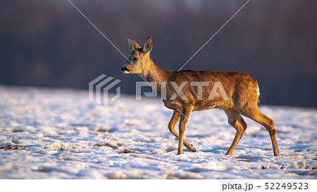 Young roe deer in winter walking on snow. 52249523