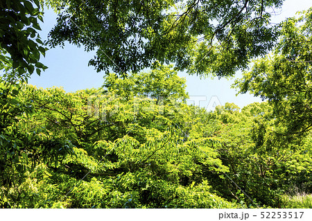 小網代(春) 小網代(春) 52253517
