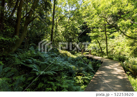 小網代(春) 小網代(春) 52253620