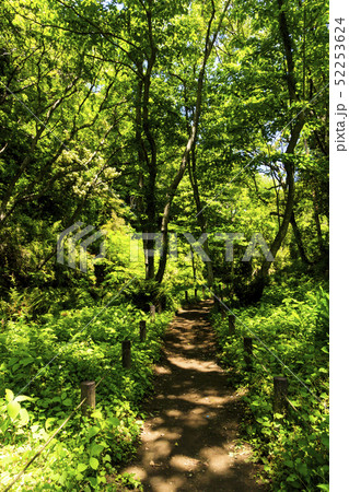 小網代(春) 小網代(春) 52253624