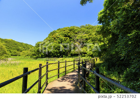 小網代(春) 小網代(春) 52253702