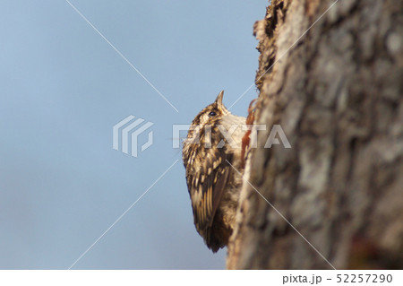 キバシリのヒナ　アップ 52257290