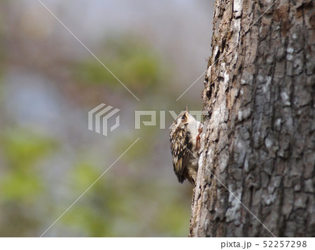 森のキバシリ　ヒナ 52257298