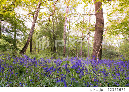 ブルーベル　森　イギリス 52375675