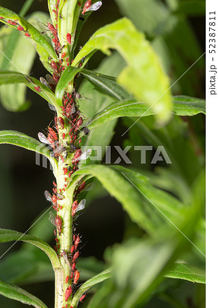 セイタカアワダチソウヒゲナガアブラムシ セイタカアワダチソウヒゲナガアブラムシ 52387811