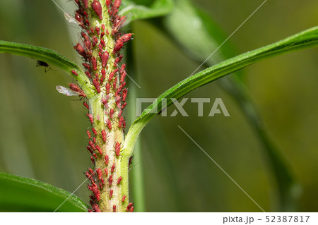 セイタカアワダチソウヒゲナガアブラムシ セイタカアワダチソウヒゲナガアブラムシ 52387817