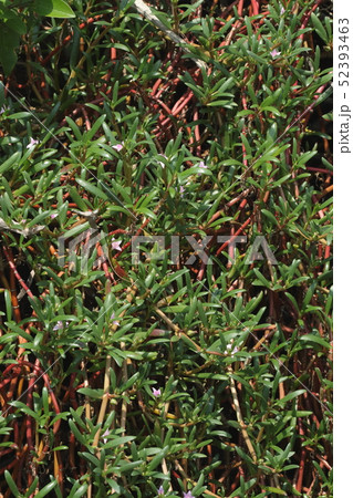 自然 植物 ミルスベリヒユ、海岸の岩を覆う匍匐茎。石垣島の海岸線のあちこちで見られます 自然 植物 ミルスベリヒユ、海岸の岩を覆う匍匐茎。石垣島の海岸線のあちこちで見られます 52393463
