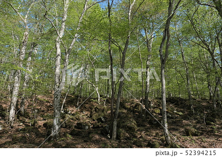 奥入瀬十和田 52394215