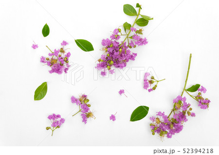 Beautiful purple flower bouquet is blooming put on Beautiful purple flower bouquet is blooming put on 52394218