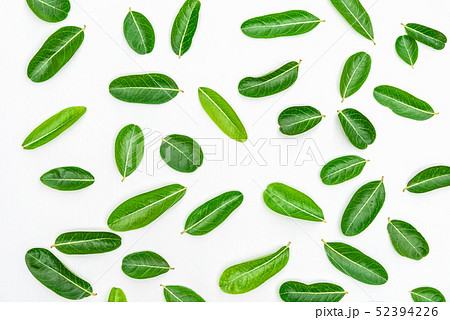 Bengal Currants Leaf on white wood background. 52394226
