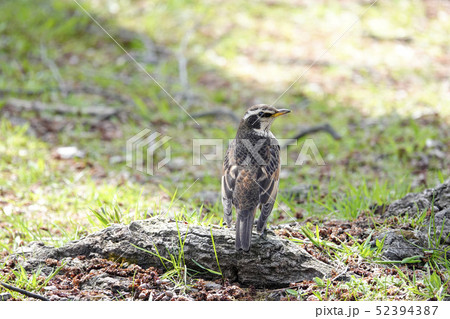 ヒヨドリ ヒヨドリ 52394387