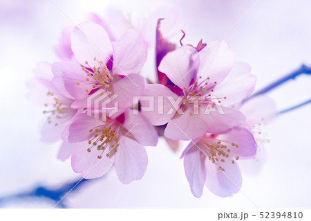 エゾヤマザクラ エゾヤマザクラ 52394810