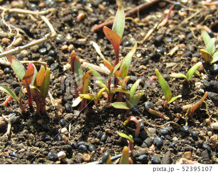 こぼれ種から芽を出したコキアの芽 52395107