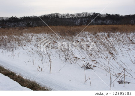 雪原 52395582