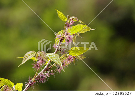 こうぞの花 こうぞの花 52395627